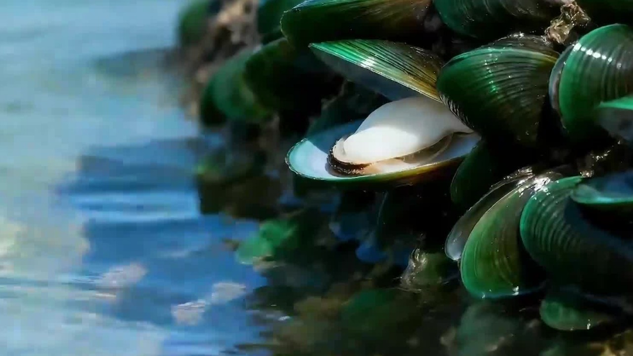 贻贝真的健康吗？有人靠它护膝关节，有人却在食用后不幸殒命