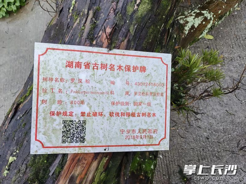 这株倒伏的罗汉松有800多岁了，为国家一级保护树木。