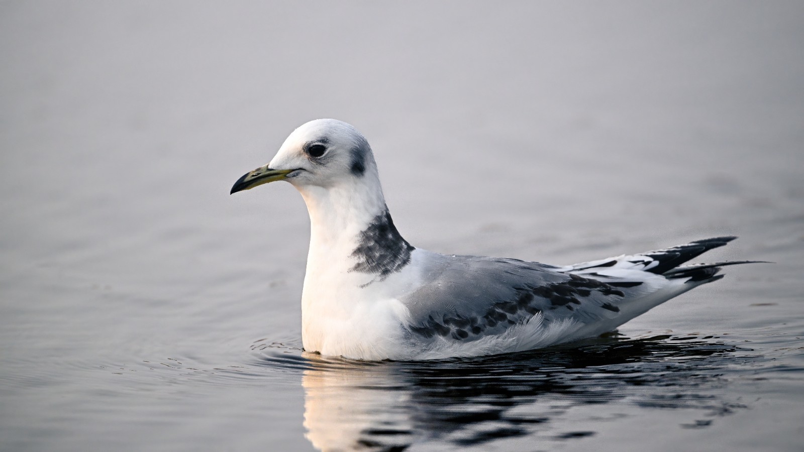 三趾鸥 邵光峰 摄