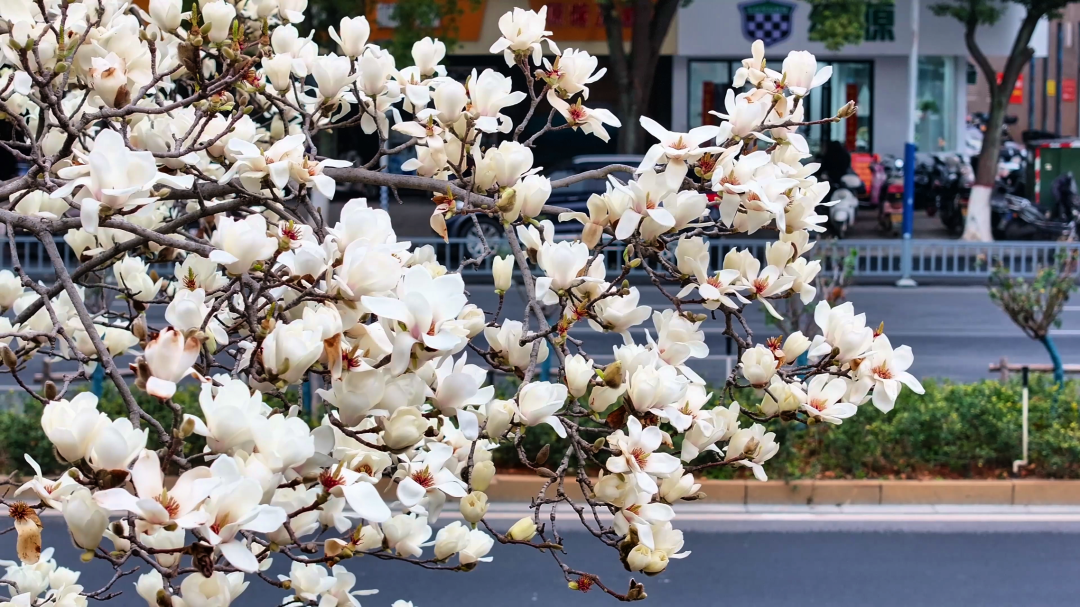 市中心城区井冈山大道旁盛开的玉兰。黄旭斌 摄