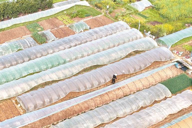 春日农事忙（图）