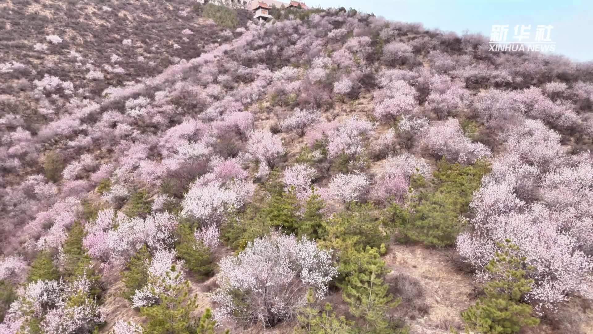 宁夏彭阳：山花绽放黄土高原