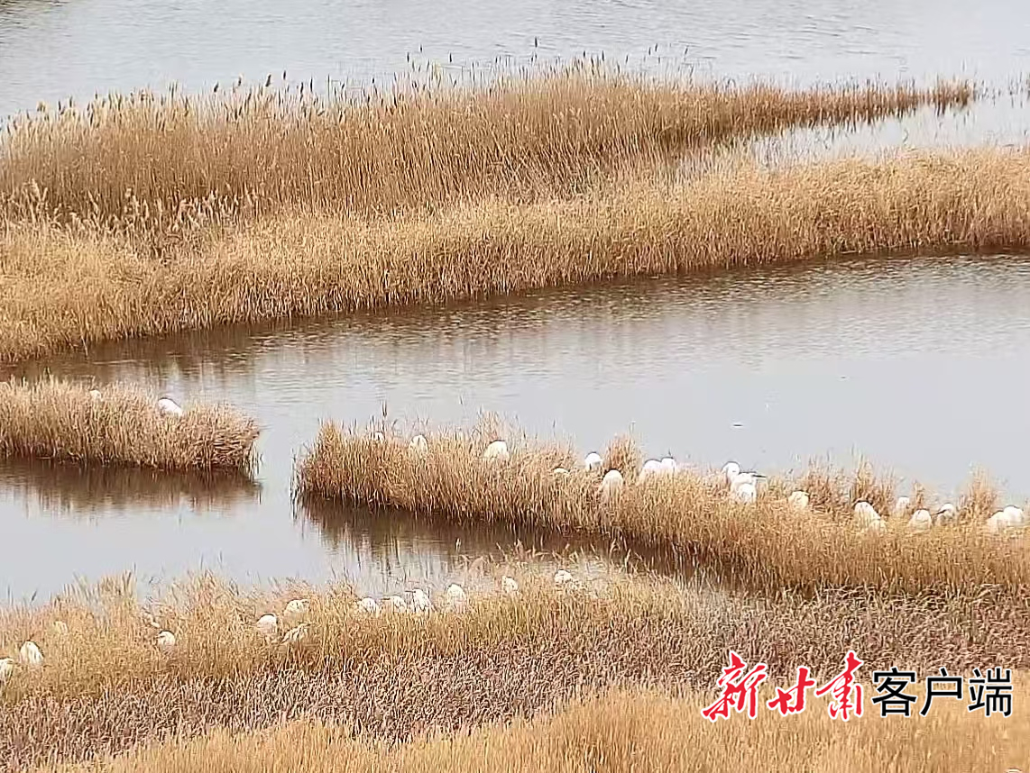 敦煌阳关湿地芦苇丛中的大白鹭　新甘肃&middot;甘肃日报通讯员　路晓春　摄