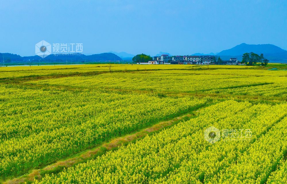 江西金溪：城乡处处花开春意浓（图）