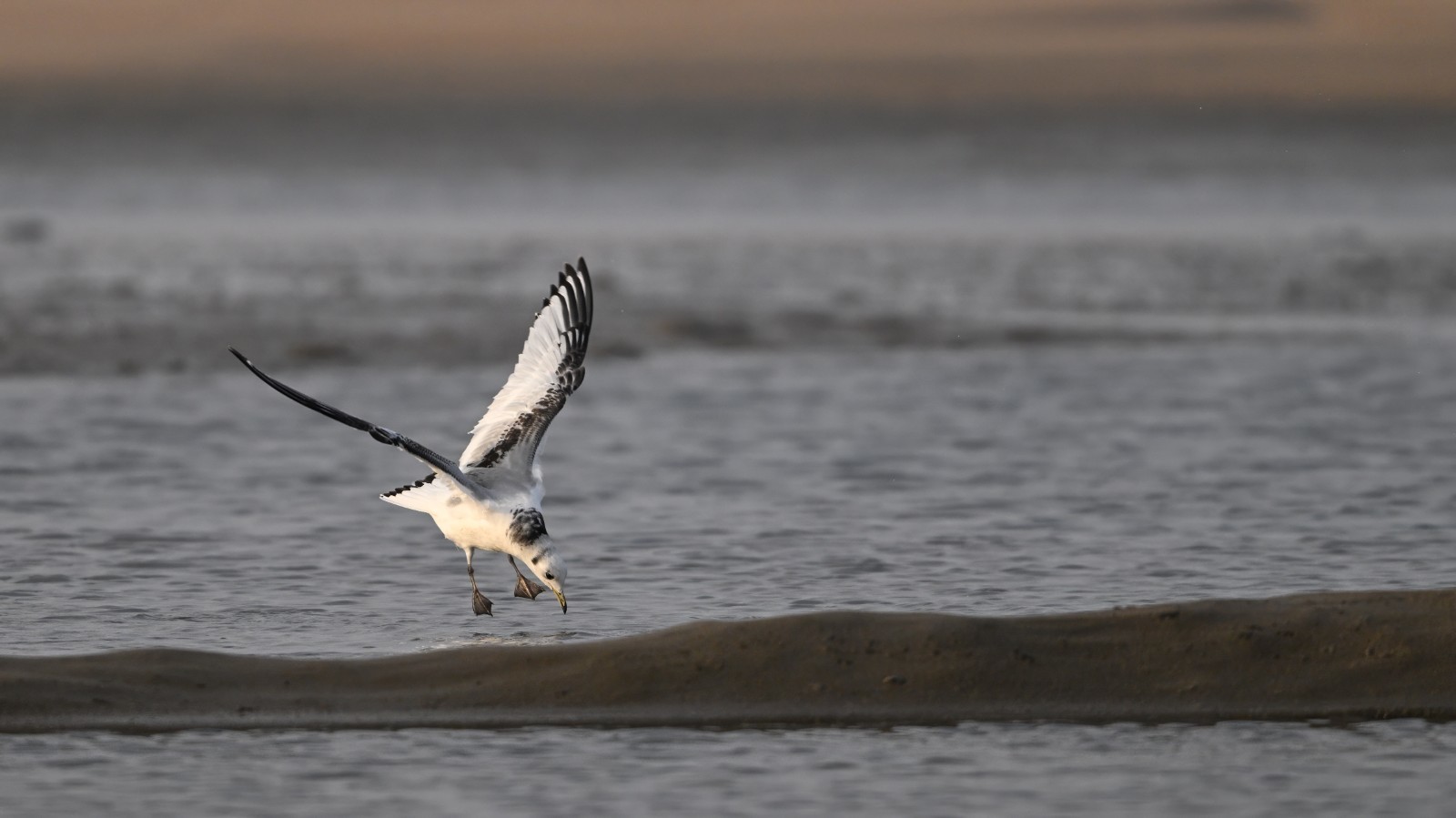 三趾鸥 邵光峰 摄