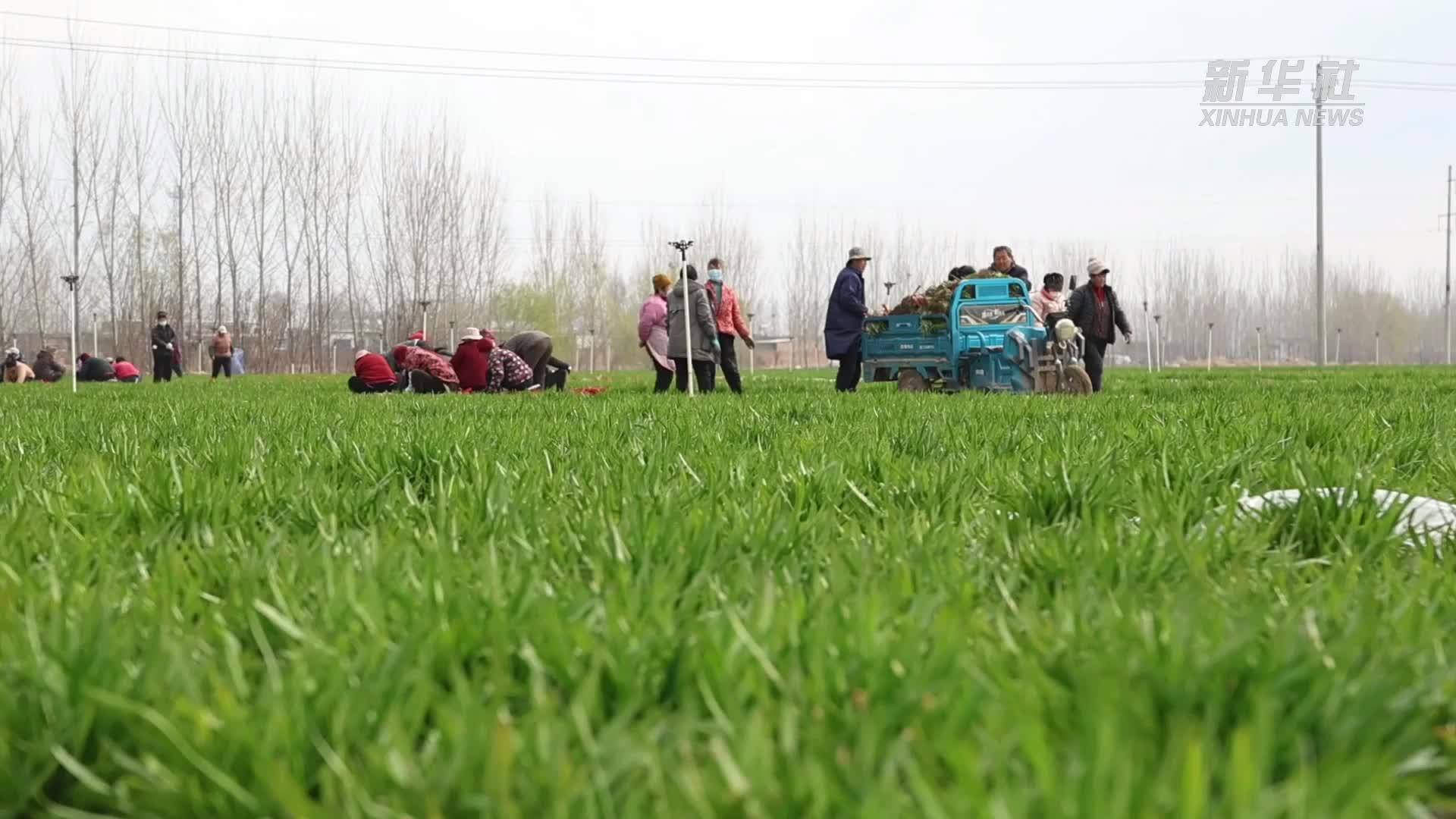 山东聊城：订单韭菜产销旺