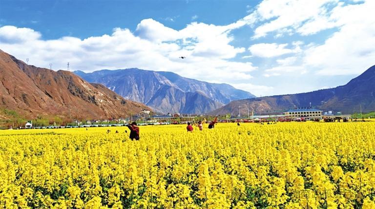 春风拂面，春意盎然。近日，武都区角弓镇迎来油菜花海最佳观赏期，连片金黄与青山碧水相映成画，勾勒出一幅秀美灵动的陇上江南春日画卷。新甘肃&middot;甘肃农民报通讯员　陈盼峰
