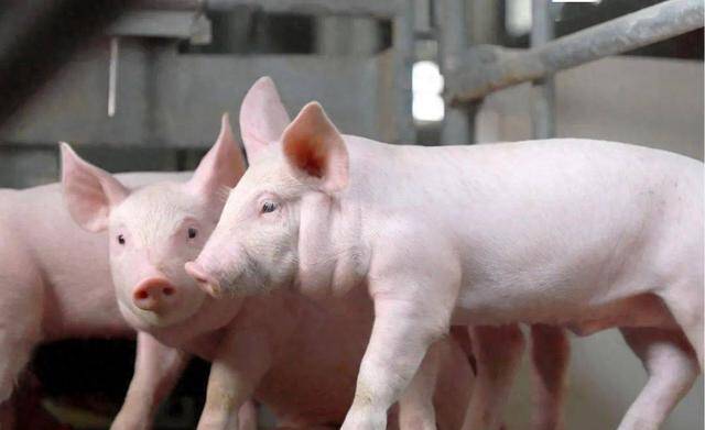 不出巧合，养猪东谈主将迎来史上最长一轮“猪价低谷期”！