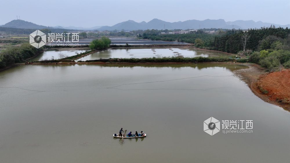 江西分宜：“水上春耕”种菱角（图）
