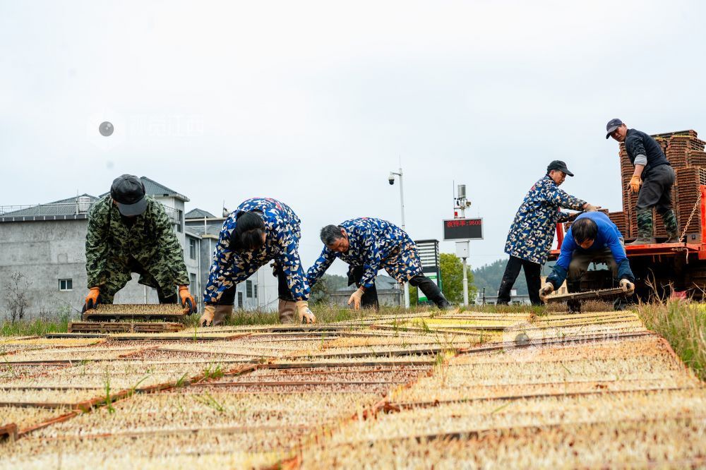 江西萍乡：春来育秧管护忙（图）