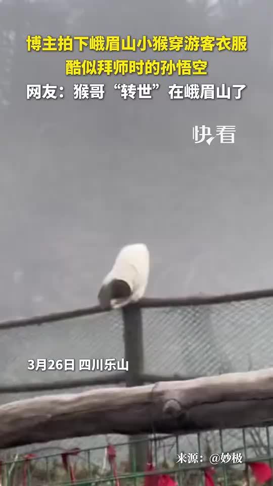 猴哥转世到峨眉山了！小猴穿游客衣服酷似拜师时的悟空