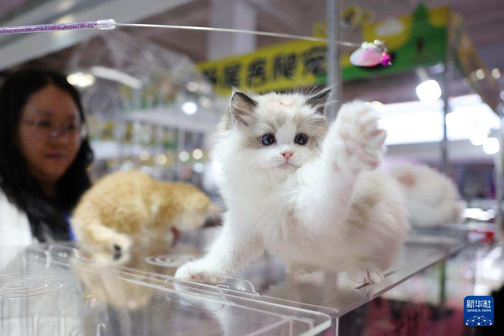 3月27日，一只宠物猫在2026西部宠物展兰州展上玩耍。新华社记者　陈斌　摄