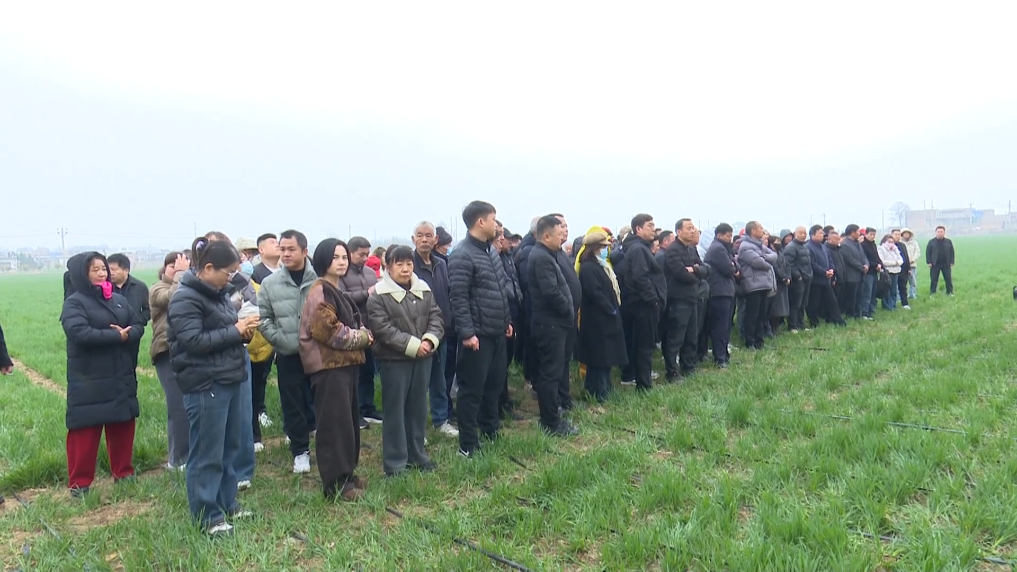 陜西渭南：農技人員麥田“問診” 助力夏糧豐產豐收