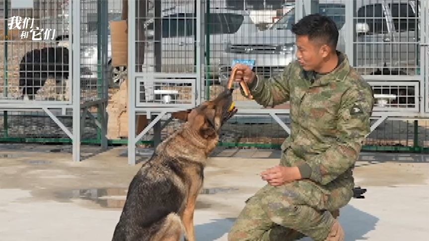 退役军警犬晚年何去何从？退役特种兵为其建养老院|我们和它们