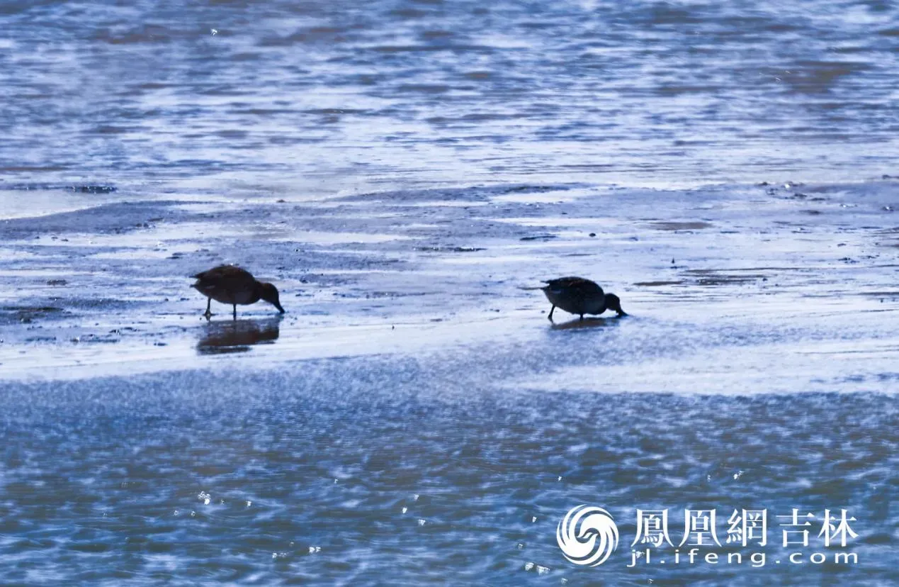 长春北湖春日“百鸟图”