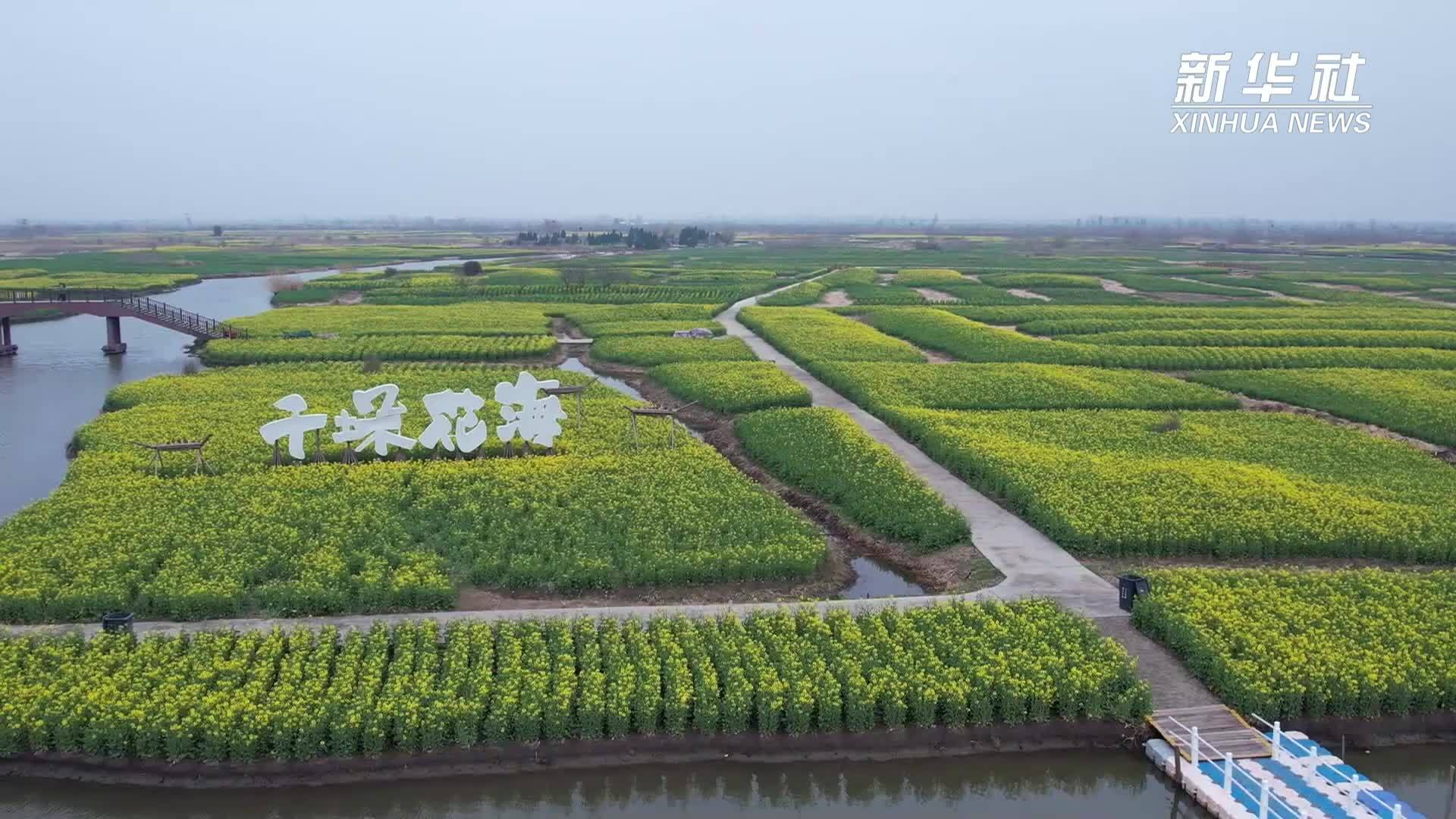 江苏兴化：“赏花经济”赋能乡村振兴