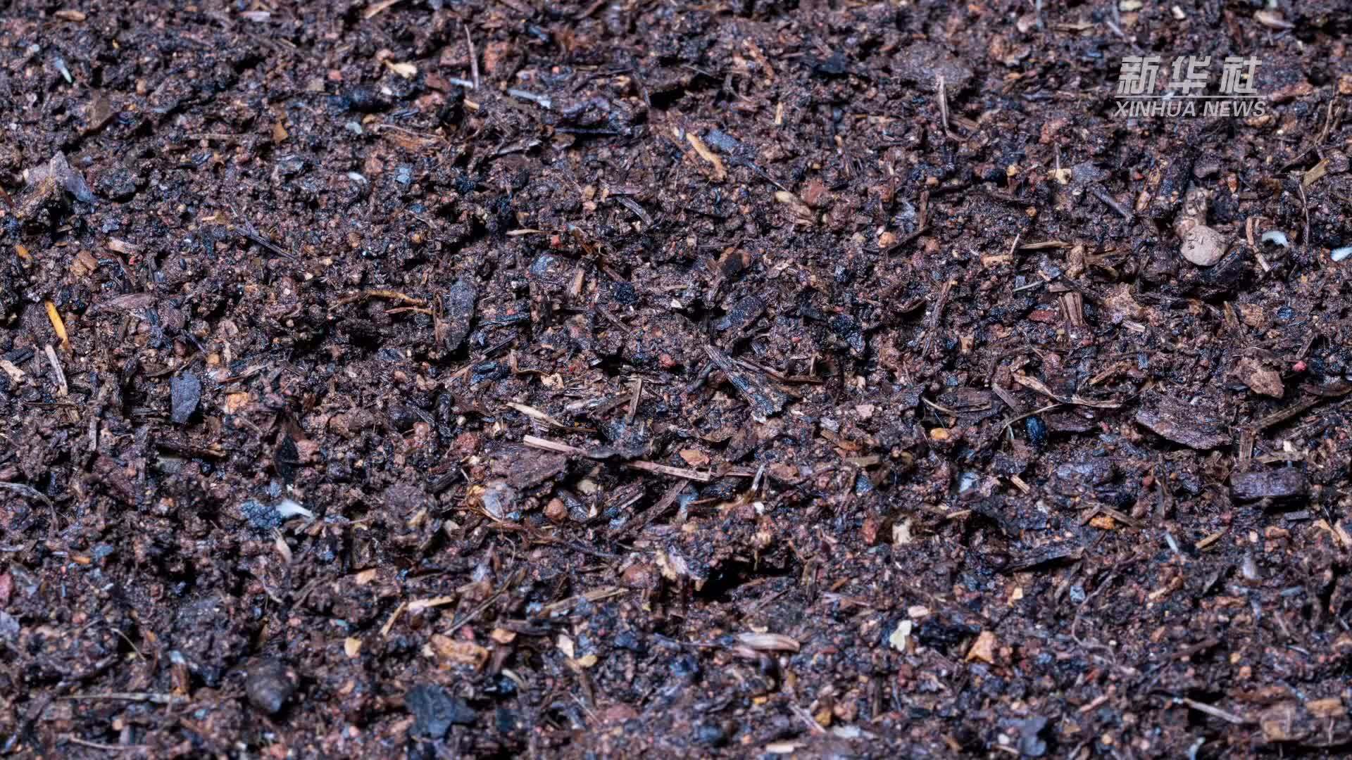 “流水线”上育秧苗：云南晋宁春耕忙