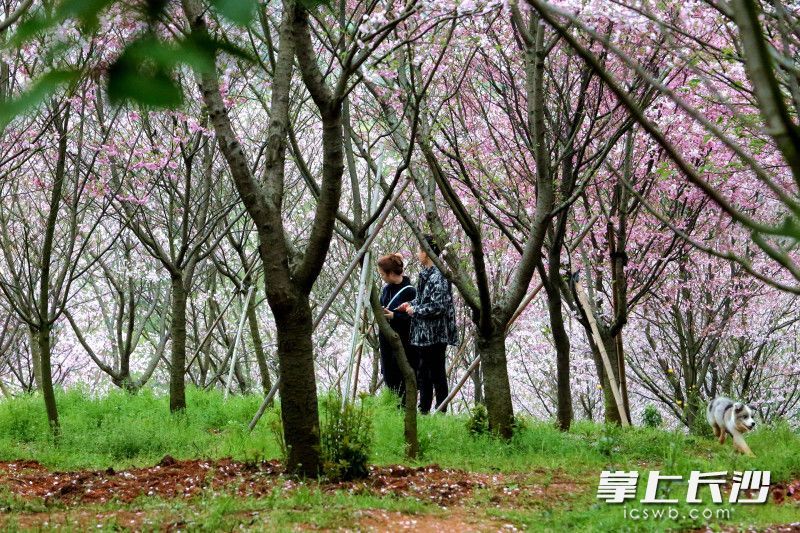 一步一景，皆是春日限定美好。