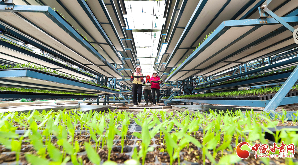 工作人员正在将培育好的辣椒苗转移到培育大棚