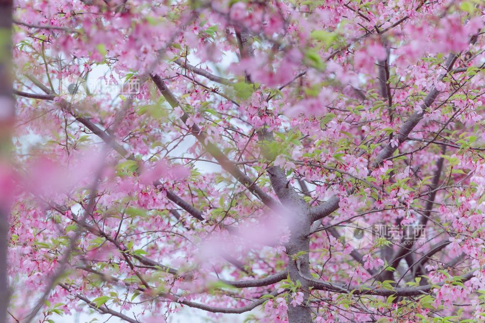 2026年3月21日,在江西省吉安市吉水县醪桥镇。樱花争相竞放,粉樱挂满枝头,与新绿嫩叶相映成趣,层层花簇在浅淡天色下晕染出浪漫景致,尽显春日生机与美好。