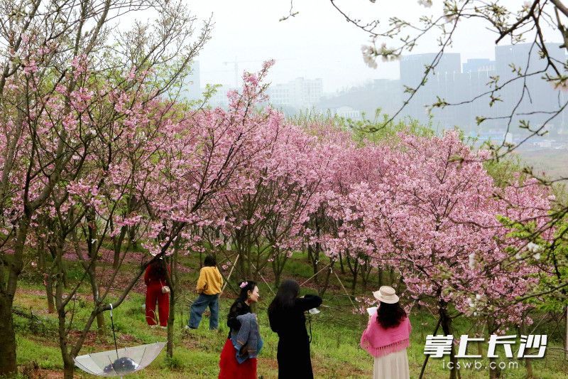 樱花开满山坡。