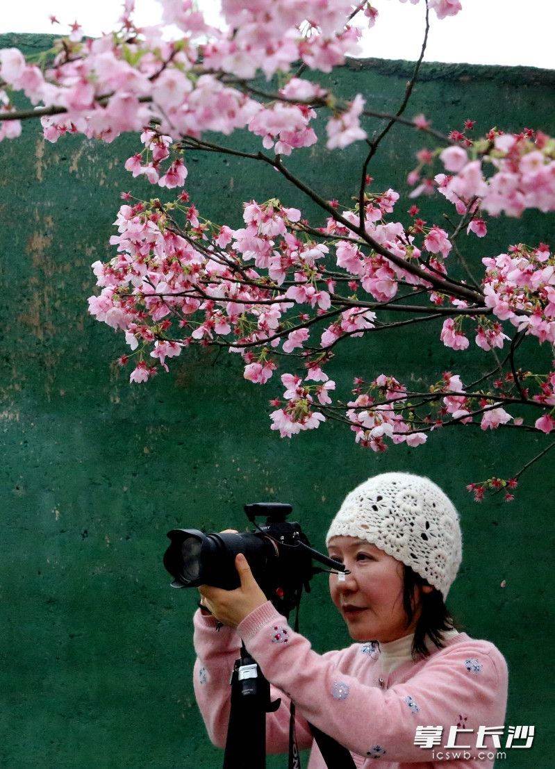 尽享春日独有的静谧与美好。