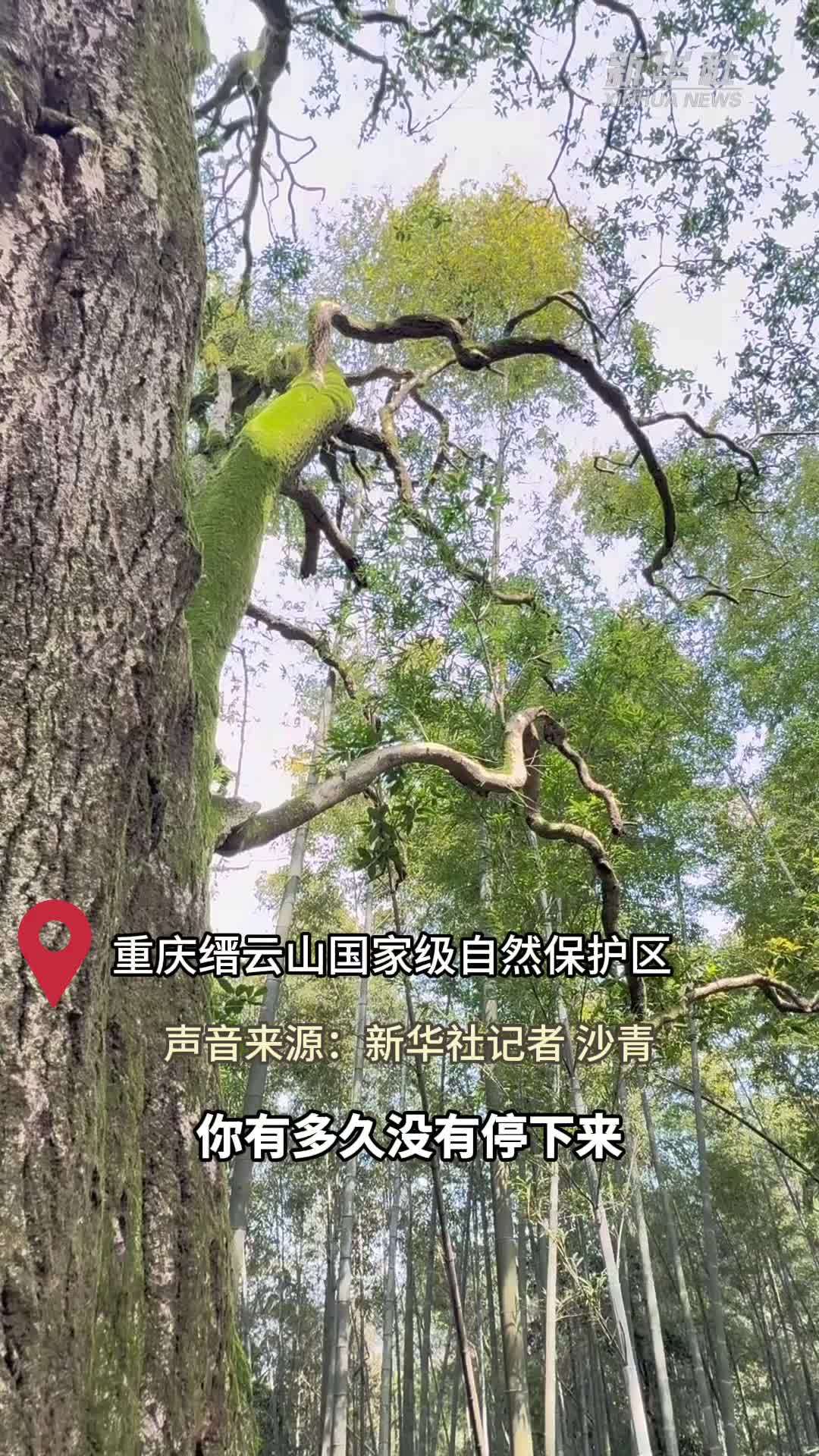 秀我中国｜在重庆森林找到“慢下来”的答案