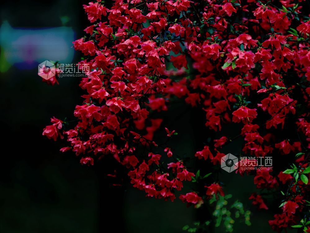 江西分宜:杜鹃花开红似火(图)