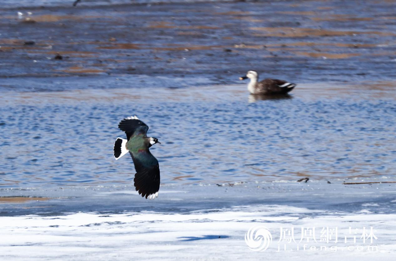 长春北湖春日“百鸟图”