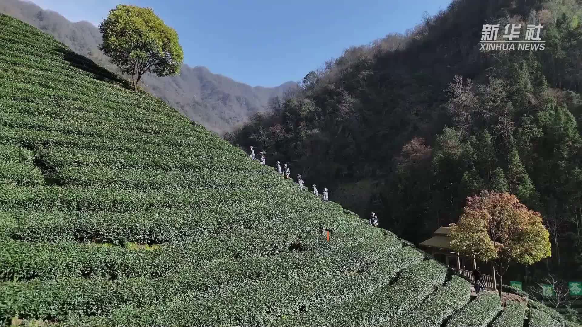 陕西汉滨：春茶春色引客来