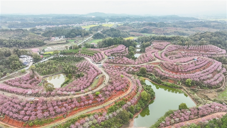 芦溪县：万株樱花竞相绽放（图）
