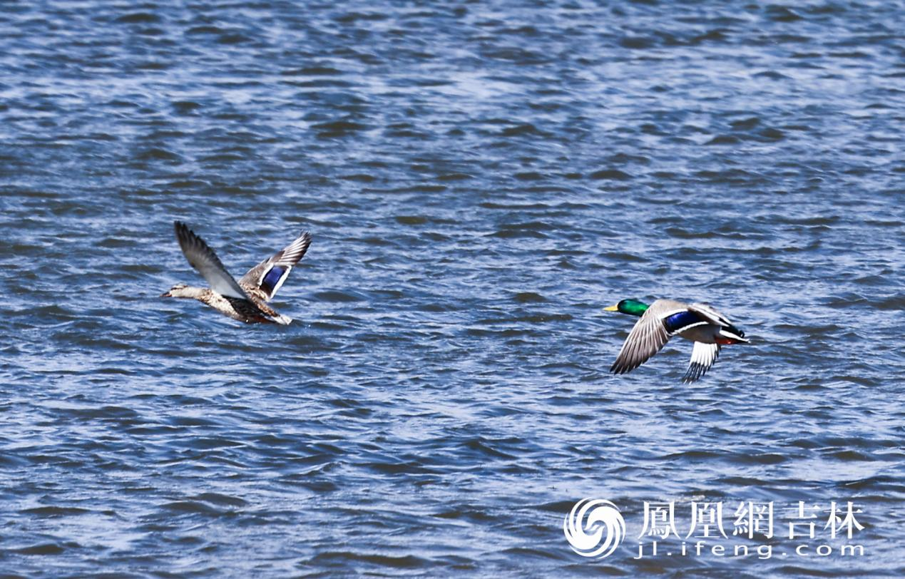 长春北湖春日“百鸟图”