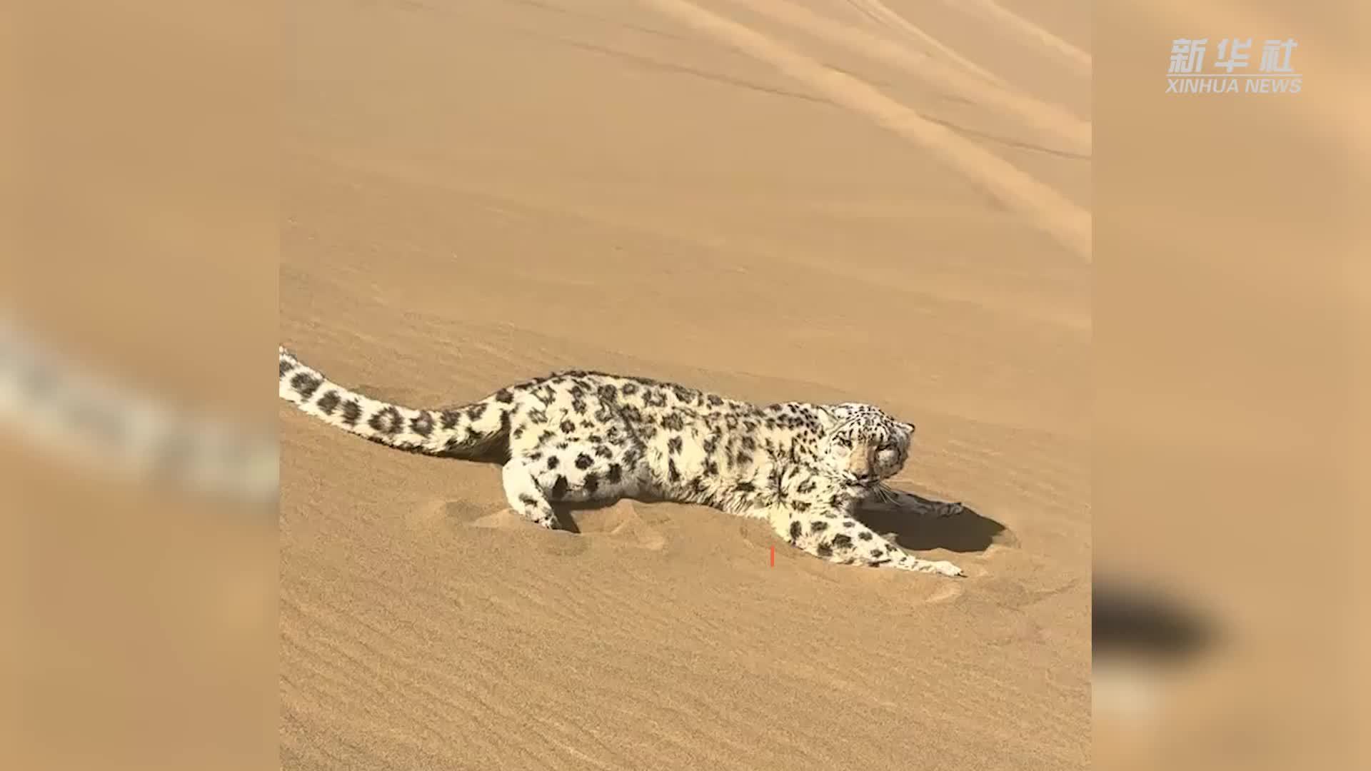 雪豹迷路“惊现”吐鲁番沙漠