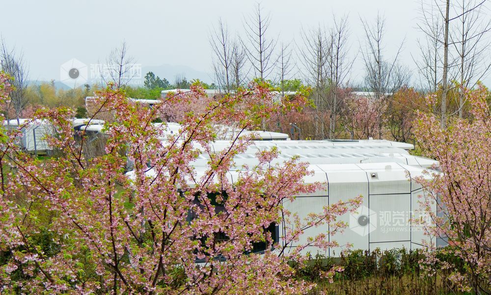 2026年3月20日，江西省金溪县合市镇游垫古村春雨如丝，樱花绽放，与柳条相映成趣。