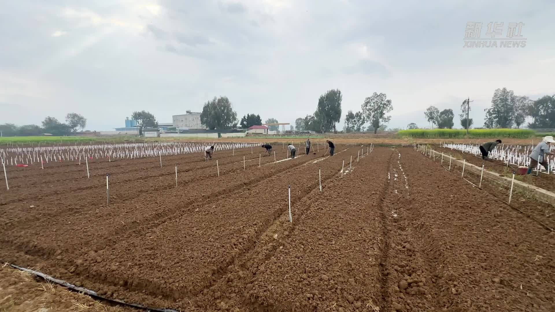 育秧3000盘！袁隆平超级杂交水稻蒙自示范基地育秧工作启动