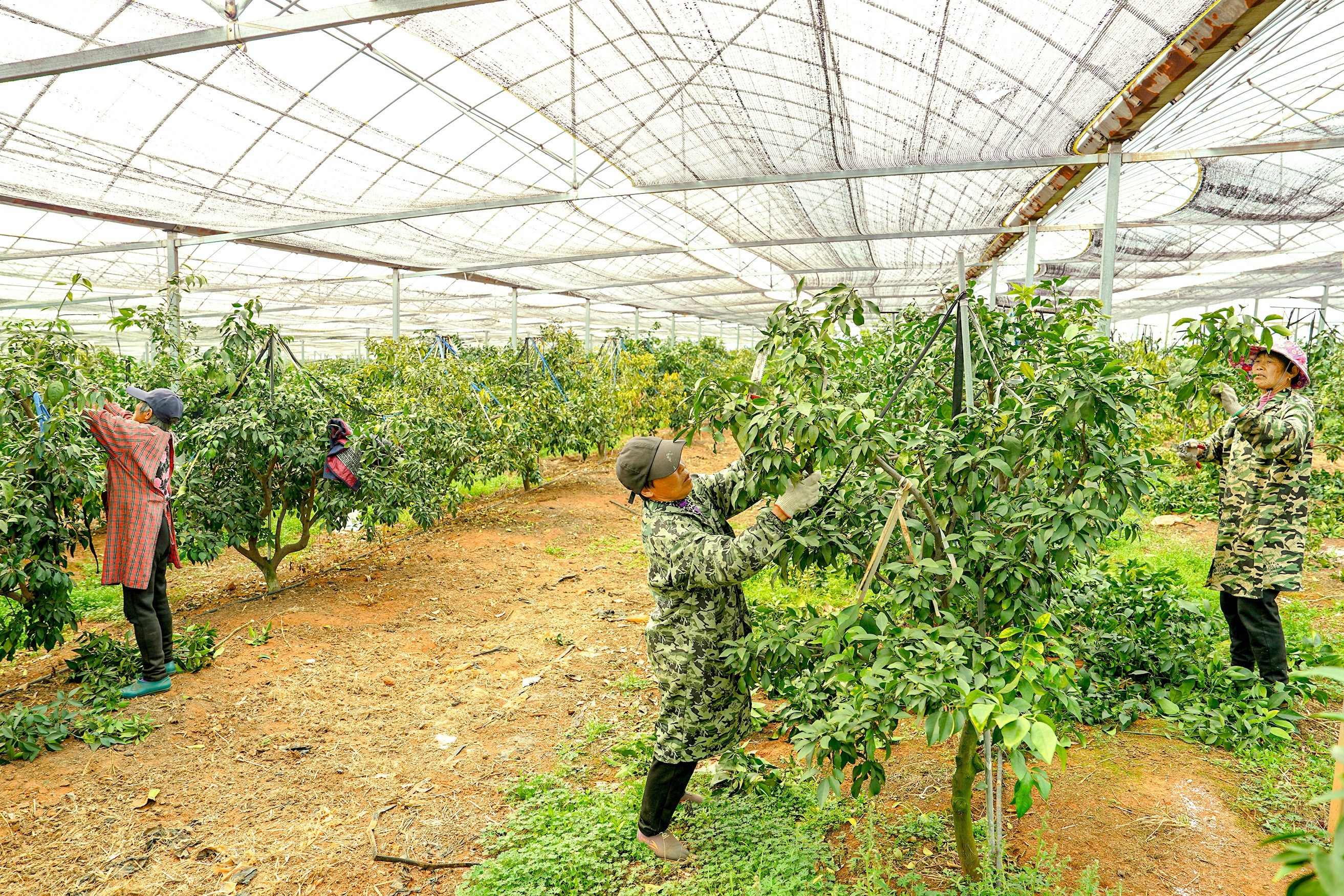 果农抢抓黄金期，新余渝水300亩果冻橙疏枝忙