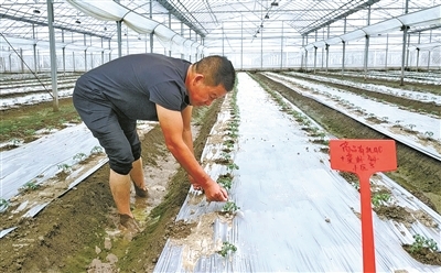 一颗番茄,凭什么“红”遍宁波?