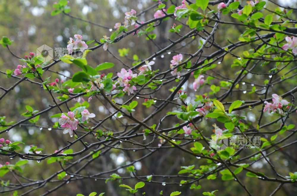 2026年3月24日，雨后初霁，江西省永新县沿江路两旁花开正盛。海棠、樱花、杏花竞相吐艳，枝头含苞带露，娇瓣晶莹欲滴。一帘春雨醉花荫，绘就清新怡人的春日画卷。