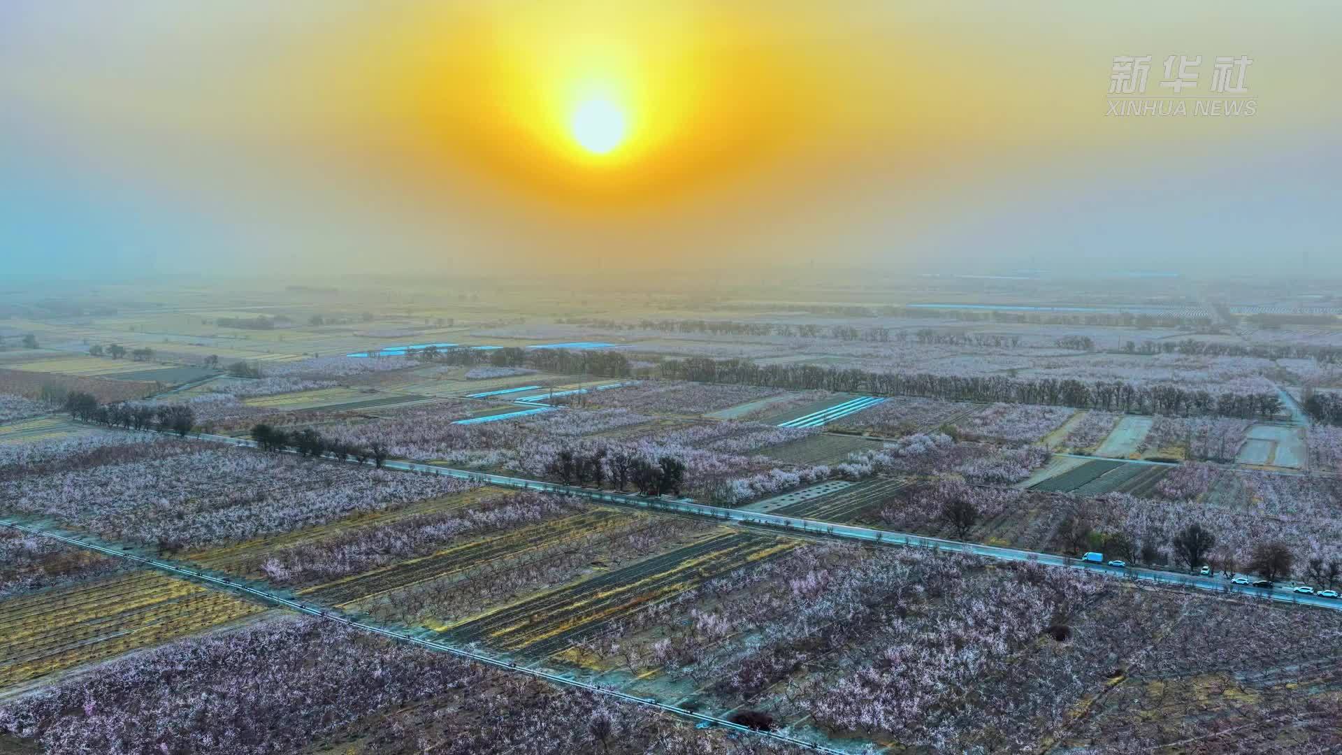 晨光染花海 新疆托克逊县万亩杏花迎春开