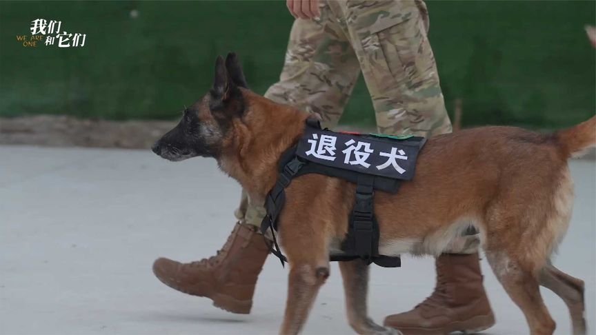 军犬退役入住养老院“它用一生诠释忠诚 希望陪它走过最后几年”