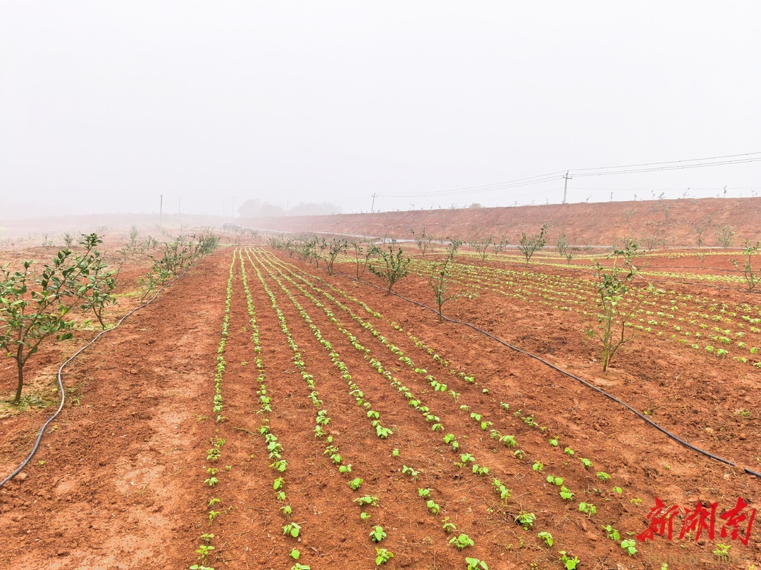 岳阳县荣家湾街道的大豆柑橘复合种植基地。