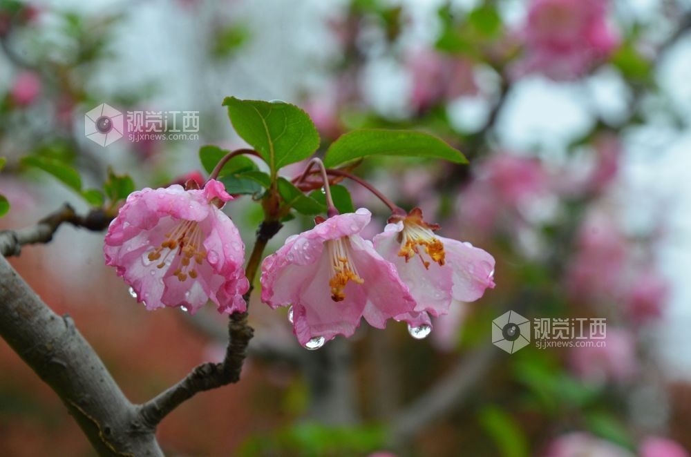 2026年3月24日，雨后初霁，江西省永新县沿江路两旁花开正盛。海棠、樱花、杏花竞相吐艳，枝头含苞带露，娇瓣晶莹欲滴。一帘春雨醉花荫，绘就清新怡人的春日画卷。