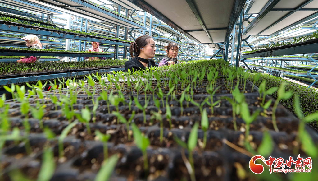 工作人员正在进行分苗、间苗和补苗