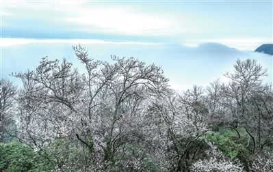 江西萍乡：拨云寻樱上春山（图）