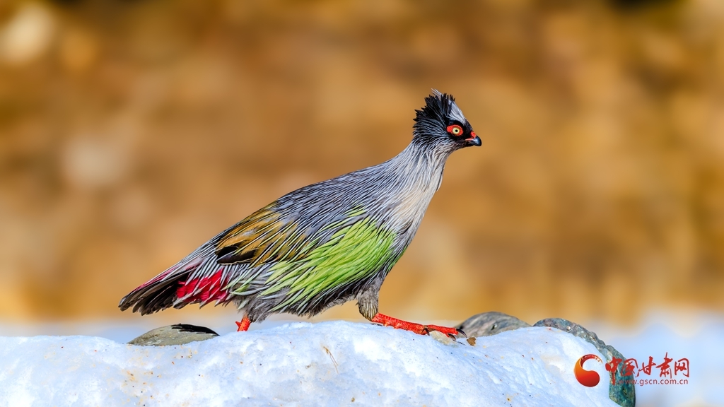 雪岩点丹青 林野驻芳翎