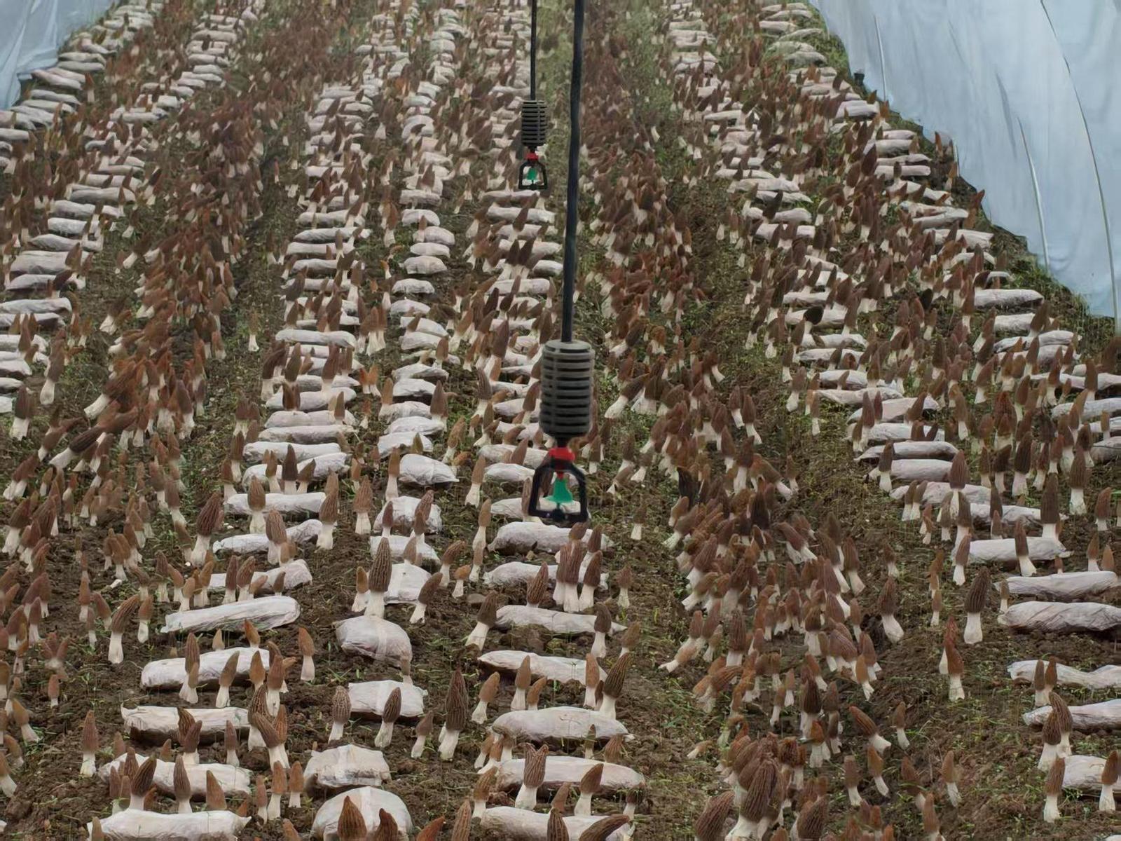 “菌养树 树护菌” “林下经济”蹚出生态循环新路子