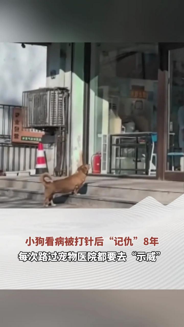 小狗看病被打针后“记仇”8年 每次路过宠物医院都要去“示威”