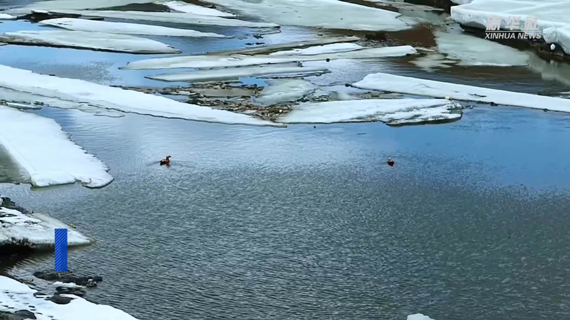 青海黄南：黄河“开河”春意盎然