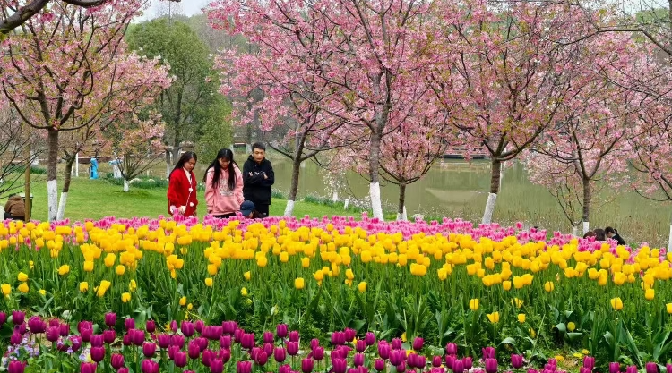 南昌凤凰沟景区五彩花海与粉樱交相辉映，吸引游人前来观赏打卡。章力平/摄