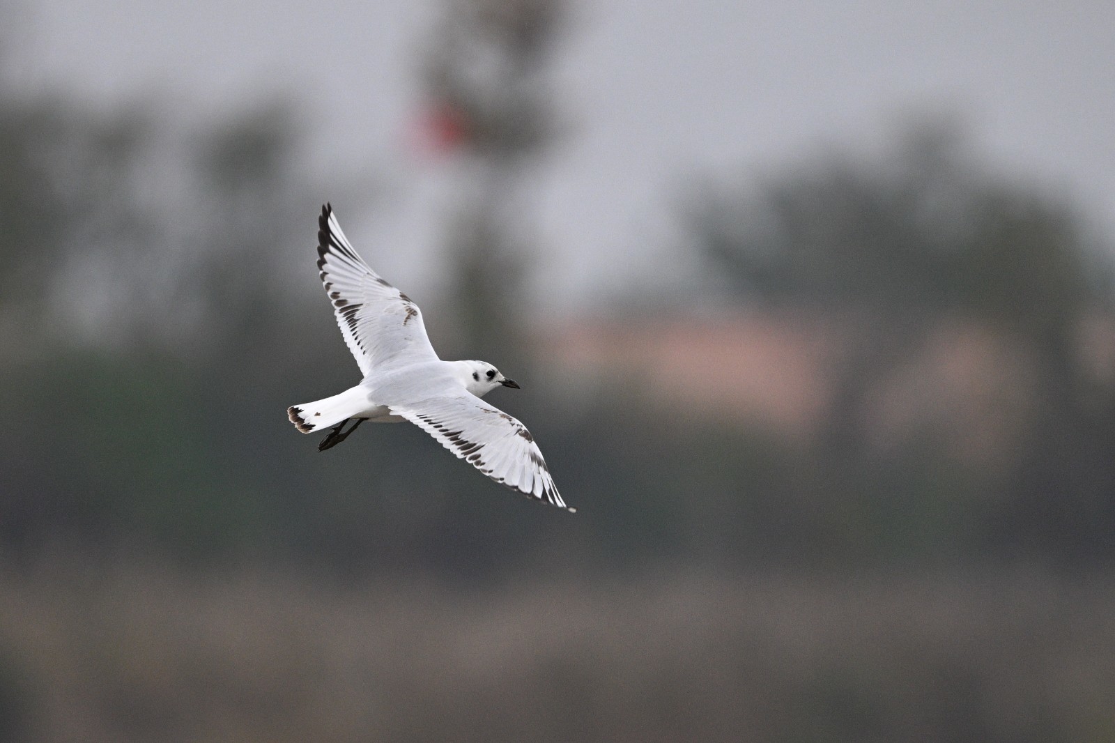 黑嘴鸥 邵光峰 摄